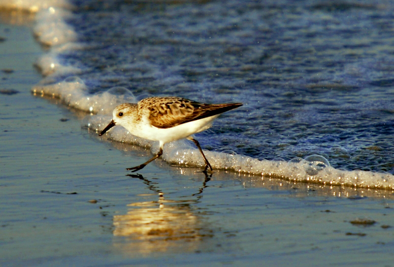 sandpiper � Dave Hickey (hicspix)