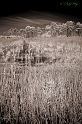 DSC01185-2