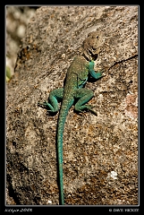  Lizard near Ark City, KS