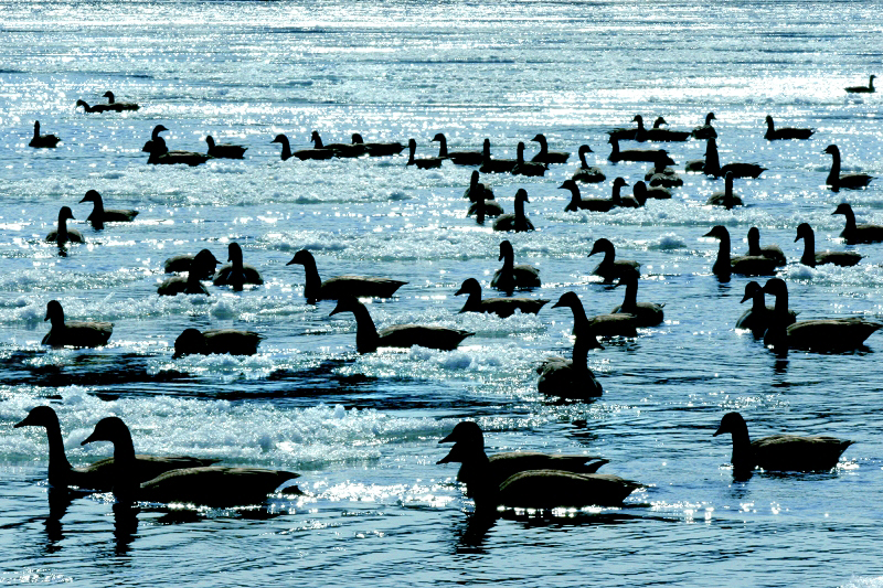 Ice059 Geese on Delaware River, Dingman's Ferry, PA  � Dave Hickey