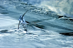 Ice044