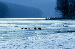 Ice062