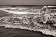  Treat shoot, Outer Banks, NC