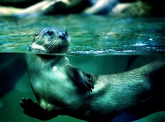 Otter � Dave Hickey