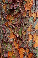  Tree bark by studio