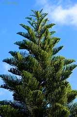  Sunset Beach tree