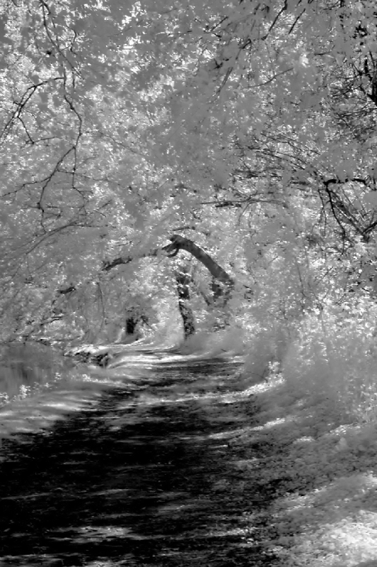 infrared_by_hicspix019 Path in infrared