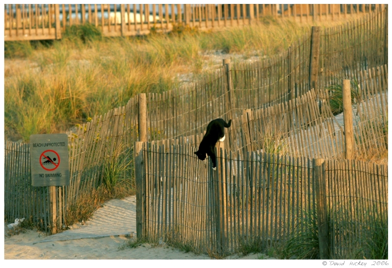 ShoreShots10 Atlantic City stray