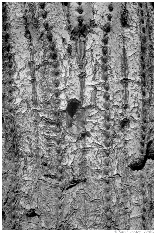 Infrared15 Dying cactus, off I-10, southern Arizona