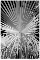Infrared24 Plant, Ajo, Arizona