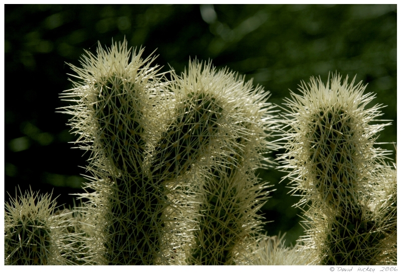 Southwest83 Cactus near Prescott, Arizona