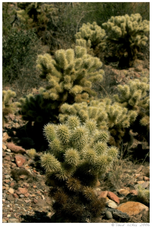 Southwest84 Cactus near Prescott, Arizona