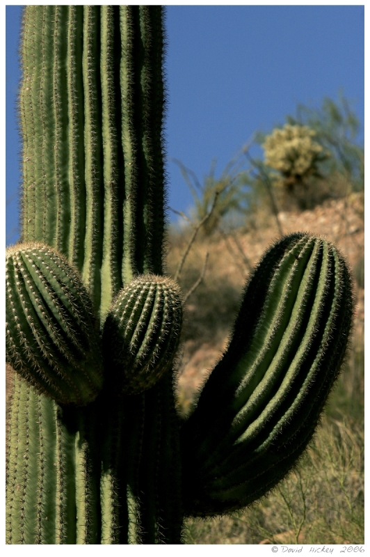 Southwest85 Cactus near Prescott, Arizona