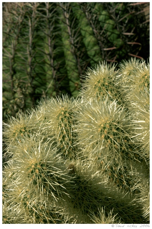Southwest88 Cactus near Prescott, Arizona