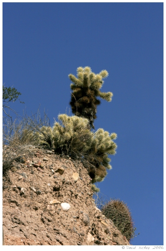 Southwest90 Cactus near Prescott, Arizona