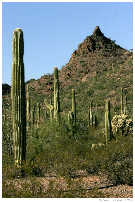 Southwest97 Cactus near Selles, Arizona