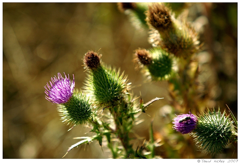 Scenics022 Thistles, along Highway 1