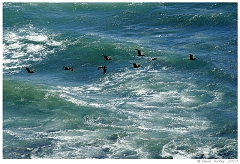 Scenics009