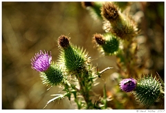 Scenics022