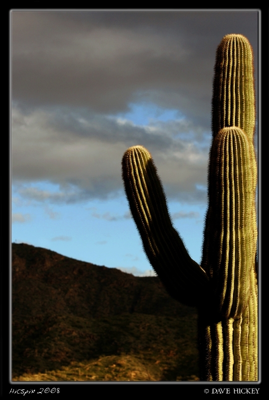 Offday027 Cactus, South Mountain