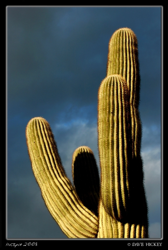 Offday029 Cactus, South Mountain