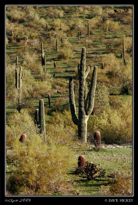 Offday033 Cacti, South Mountain
