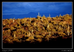 Offday041 Cacti at South Mountain sunset