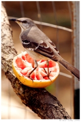 birds08 Bird