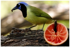 birdso5
