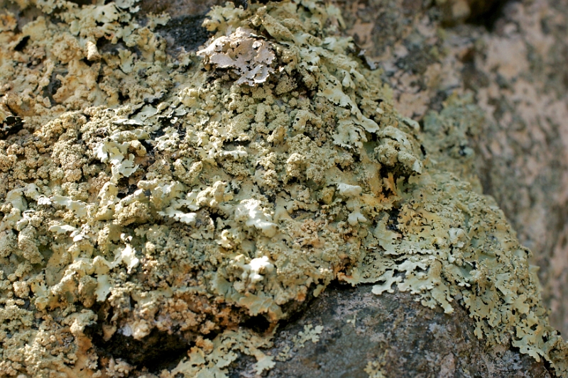 Fungus 