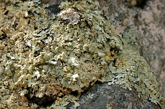 Fungus