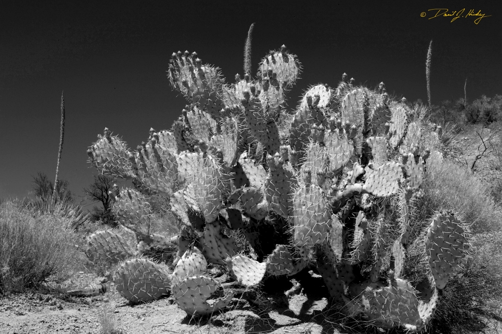 _MG_0721