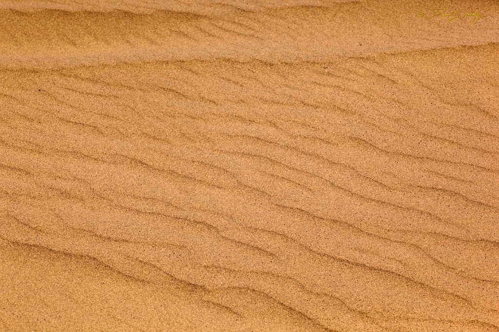_MG_0833-2