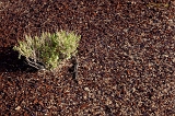  Small shrub, Bisti Wilderness, NM
