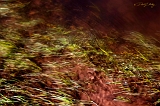  White River, Fort Apache, AZ