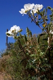  Desert flowers, Globe, AZ
