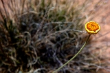  Desert flower, Globe, AZ