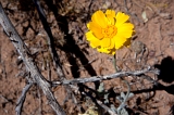  Desert flower, Globe, AZ