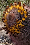  Barrel cactus fruit, Mesa, AZ