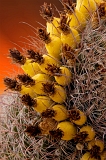  Barrel cactus fruit, Mesa, AZ