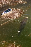  Carp, Bottle & Irrigation ditch, Ripley, CA