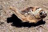  Dead fish, Salton Sea, Frink, CA