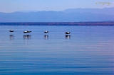  Pelicans, Salton Sea, Frink, CA
