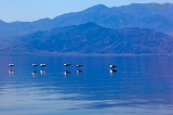  Pelicans, Salton Sea, Frink, CA