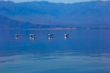  Pelicans, Salton Sea, Frink, CA