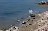  Seagull, Salton Sea, Frink, CA