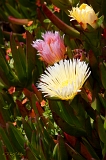  Iceplants, off Highway One, CA
