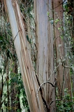  Eucalyptus grove, off Highway One, CA