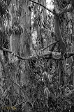  Eucalyptus grove, off Highway One, CA