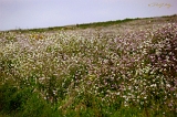  Wildflowers off Highway One, Pigeon Point, CA